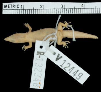 Media type: image;   Herpetology R-132348